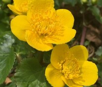 Калужница болотная (Caltha palustris)