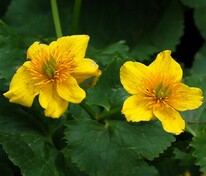 Калужница лесная (Caltha sylvestris)
