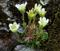 Камнеломка "Saxifraga"