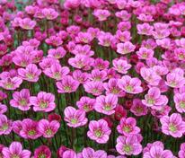 Камнеломка Арендса Карпет Пинк (Saxifraga × arendsii 'Carpet Pink')