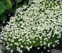 Камнеломка Арендса Сноу Карпет (Saxifraga × arendsii 'Snow Carpet')