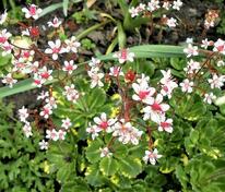 Камнеломка теневая (Saxifraga umbrosa)