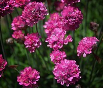 Армерия приморская (Armeria maritima)