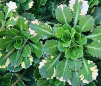 Камнеломка теневая Вариегата (Saxifraga umbrosa 'Variegata')