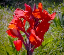 Канна Бриллиант (Canna 'Brilliant')