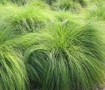 Каплесеменник раскидистый (Sporobolus heterolepis)