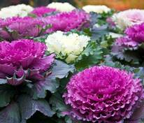 Капуста декоративная (Brassica oleracea) в ассортименте