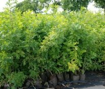 Карагана древовидная (Caragana arborescens) (акация жёлтая)