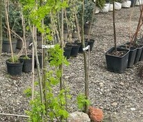 Карагана древовидная Пендула (Caragana arborescens 'Pendula')