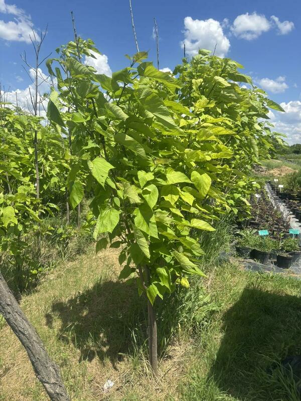 Катальпа бигнониевидная (Catalpa bignonioides)