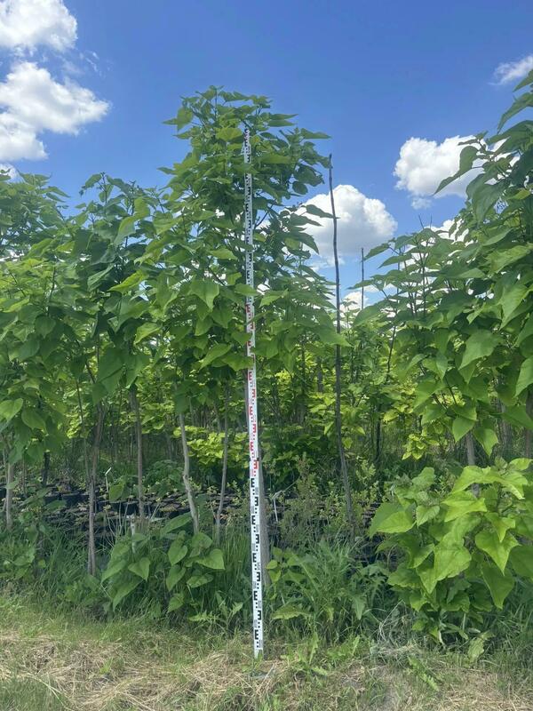 Катальпа бигнониевидная (Catalpa bignonioides)