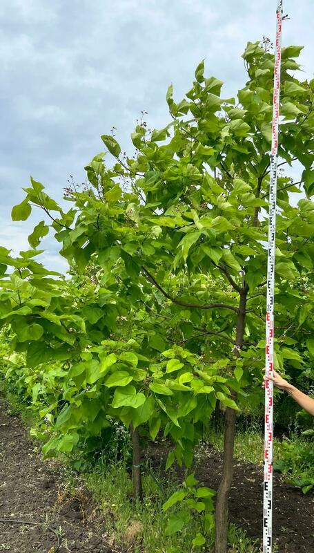 Катальпа бигнониевидная (Catalpa bignonioides)