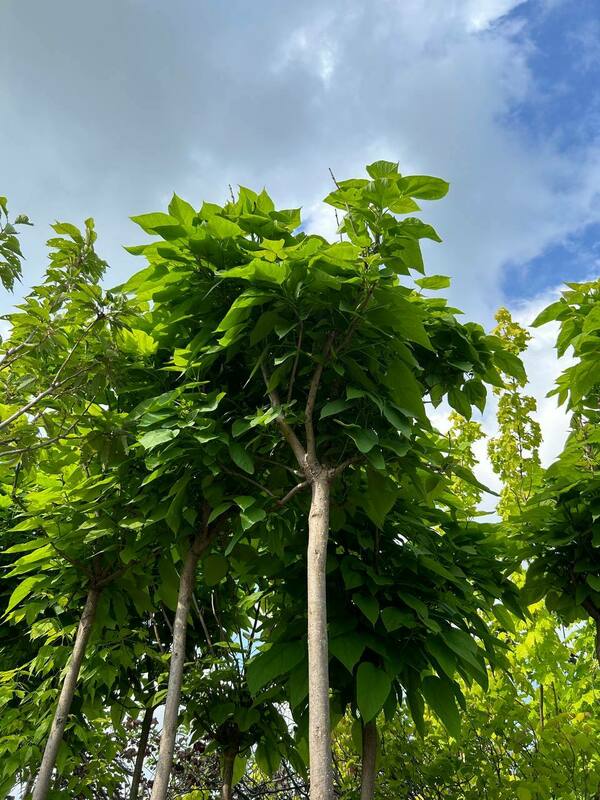 Катальпа бигнониевидная Нана (Catalpa bignonioides 'Nana')