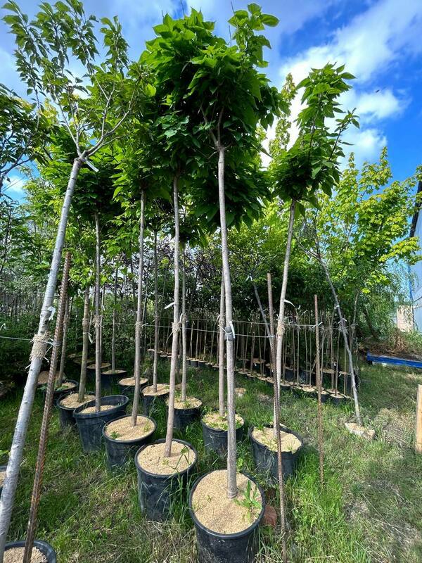 Катальпа бигнониевидная Нана (Catalpa bignonioides 'Nana')