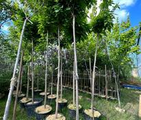 Катальпа бигнониевидная Нана (Catalpa bignonioides 'Nana')