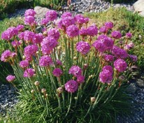 Армерия приморская Спленденс Перфекта (Armeria maritima 'Splendens Perfecta')