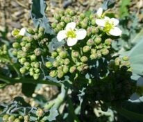 Катран приморский (Crambe maritima)