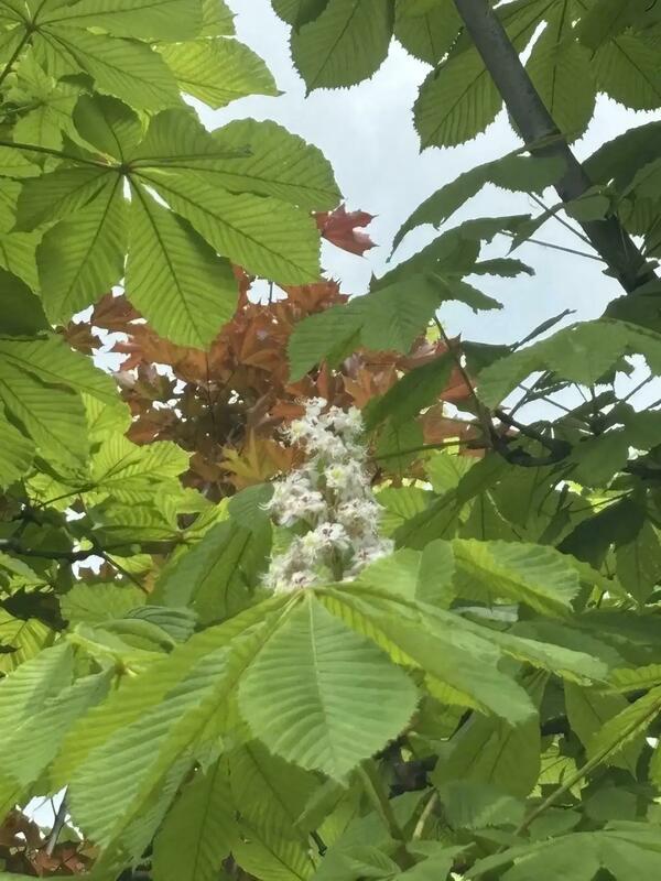 Каштан конский обыкновенный (Aesculus hippocastanum)