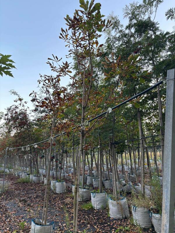 Каштан конский обыкновенный (Aesculus hippocastanum)