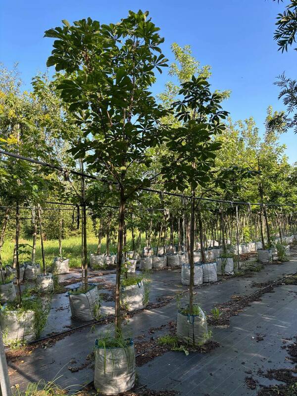 Каштан конский обыкновенный (Aesculus hippocastanum)