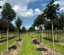 Каштан конский обыкновенный (Aesculus hippocastanum)