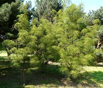 Каштан конский Лациниата (Aesculus hippocastanum 'Laciniata')