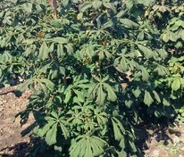 Каштан конский (Aesculus hippocastanum) ф. куст