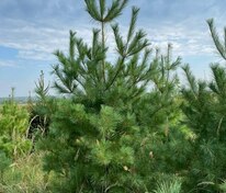 Кедр корейский (Pinus koraiensis)