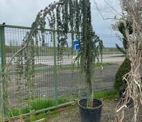 Кедр атласский Глаука (Cedrus atlantica 'Glauca')