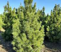 Сосна кедровая сибирская (Pinus sibirica) (Кедр сибирский)