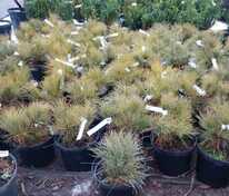 Кедровый стланик (Pinus pumila)