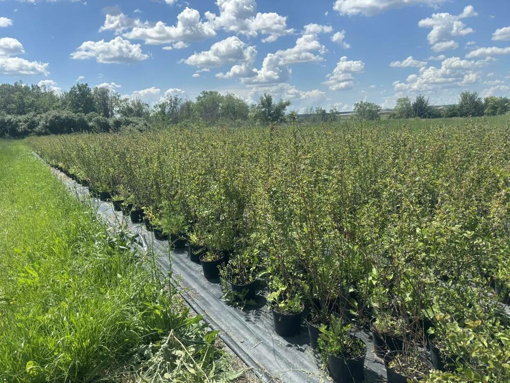 Кизильник блестящий (Cotoneaster lucidus)