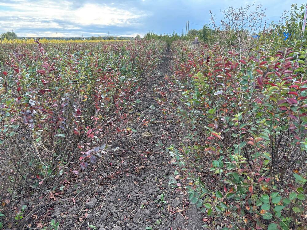 Кизильник блестящий (Cotoneaster lucidus)