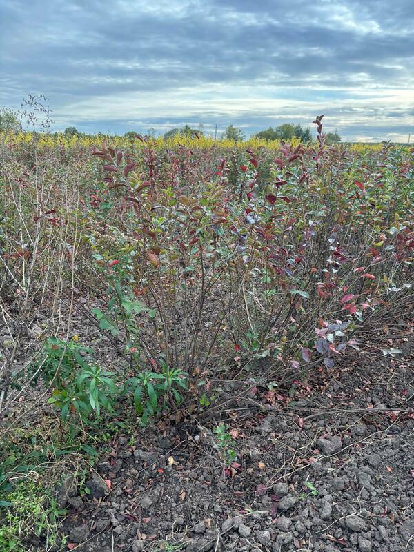 Кизильник блестящий (Cotoneaster lucidus)