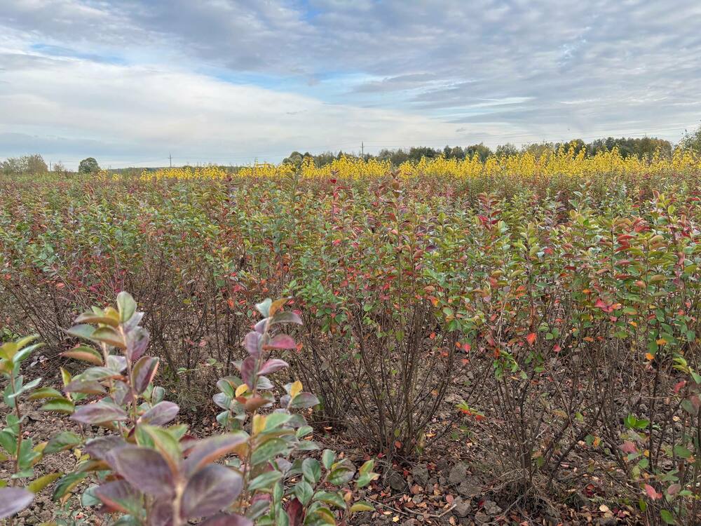 Кизильник блестящий (Cotoneaster lucidus)