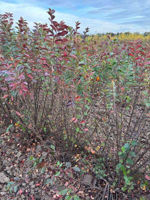 Кизильник блестящий (Cotoneaster lucidus)