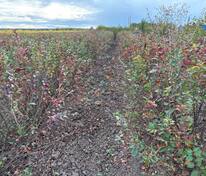 Кизильник блестящий (Cotoneaster lucidus)