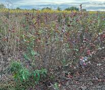 Кизильник блестящий (Cotoneaster lucidus)