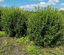 Кизильник блестящий (Cotoneaster lucidus) формы