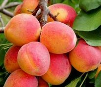 Абрикос Монастырский (Prunus armeniaca 'Monastirskiy')