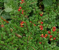 Кизильник Даммера Винтер Джевел (Cotoneaster dammeri 'Winter Jewel')