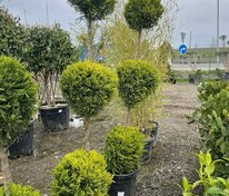 Кипарис крупноплодный (Cupressus macrocarpa) формы