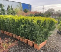 Купрессоципарис Лейланда Голд Райдер (× Cupressocyparis leylandii 'Gold Rider')