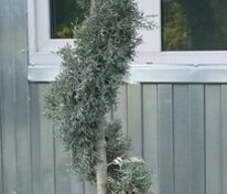 Купрессоципарис Лейланда (× Cupressocyparis leylandii) формы