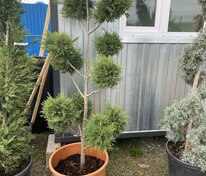 Купрессоципарис Лейланда Кастевлан Голд (× Cupressocyparis leylandii 'Castlewellan Gold') Понпон