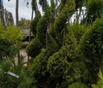 Кипарис крупноплодный (Cupressus macrocarpa) ф. спираль большой