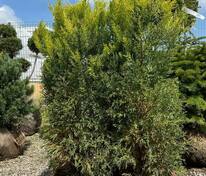 Кипарис крупноплодный (Cupressus macrocarpa) БЖИ