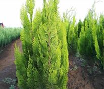 Кипарисовик Лавсона Ивонн (Chamaecyparis lawsoniana 'Ivonne')