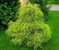 Кипарисовик горохоплодный Филифера Ауреа (Chamaecyparis pisifera 'Filifera Aurea')