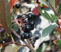 Арония черноплодная Хугин (Aronia melanocarpa 'Hugin')